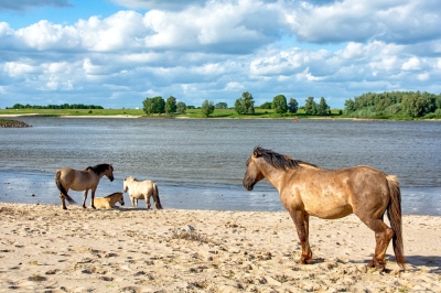 Konikpaarden in de Ooij bij Nijmegen